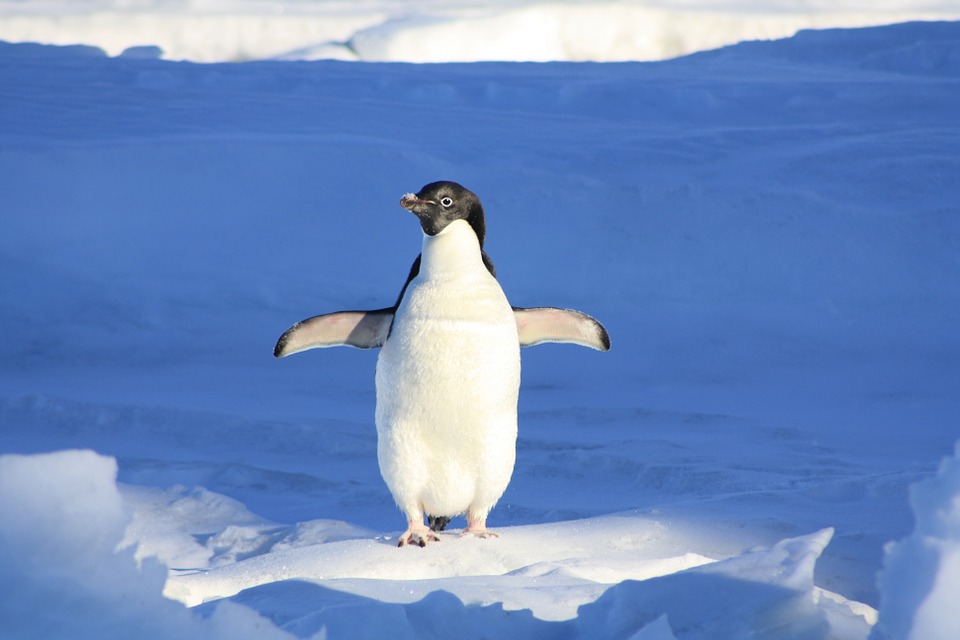 Photo of a penguin (Source: Pixabay)