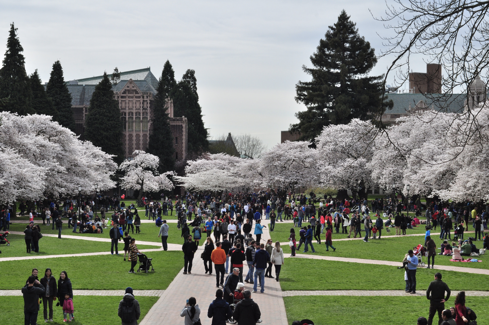 University of Washington Quad cherry blossoms 2014