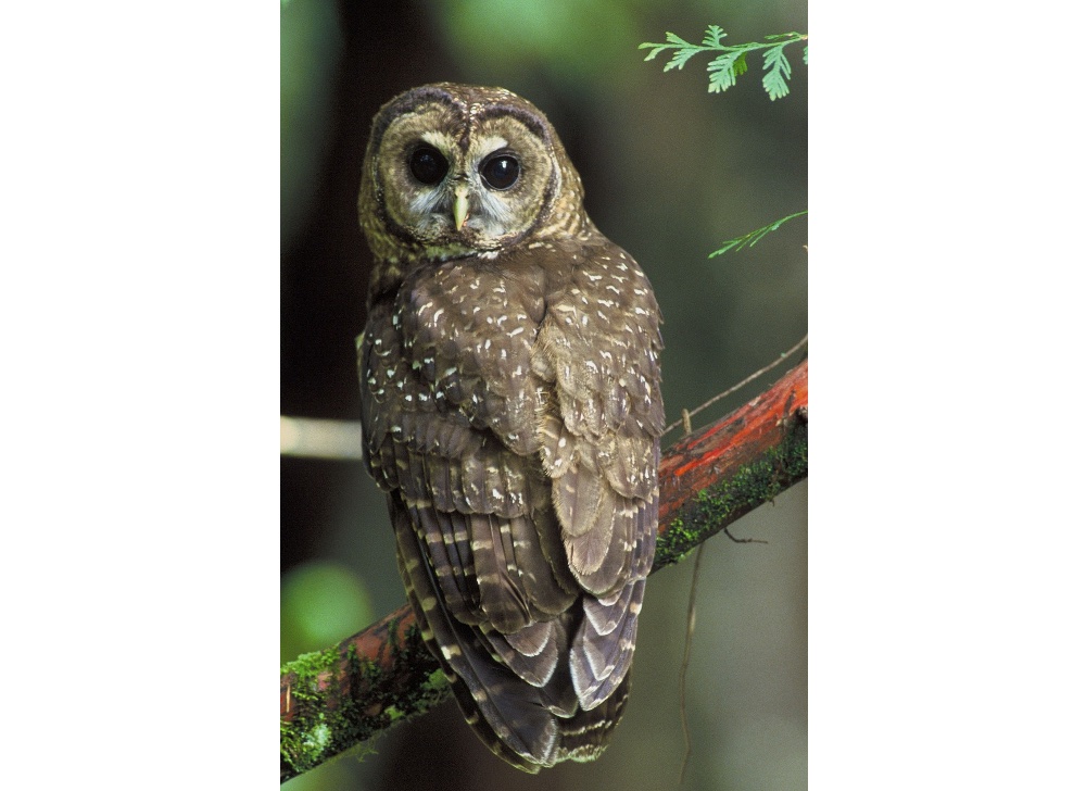Screen Shot 2023-03-08 at 17.53.37 A northern spotted owl (Strix occidentalis caurina) seated on a tree branch against an out-of-focus forest background