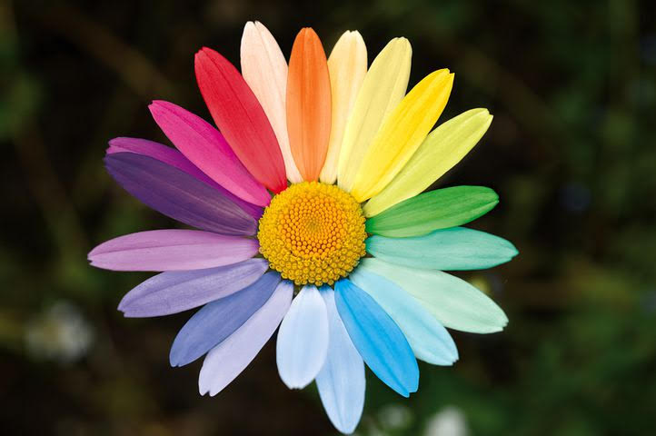 Daisy with rainbow petals
