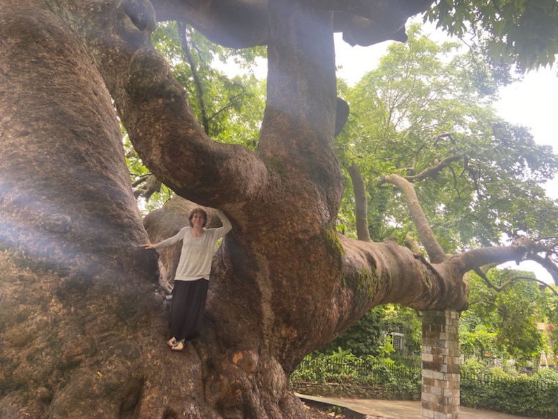 Person standing in and on large tree.