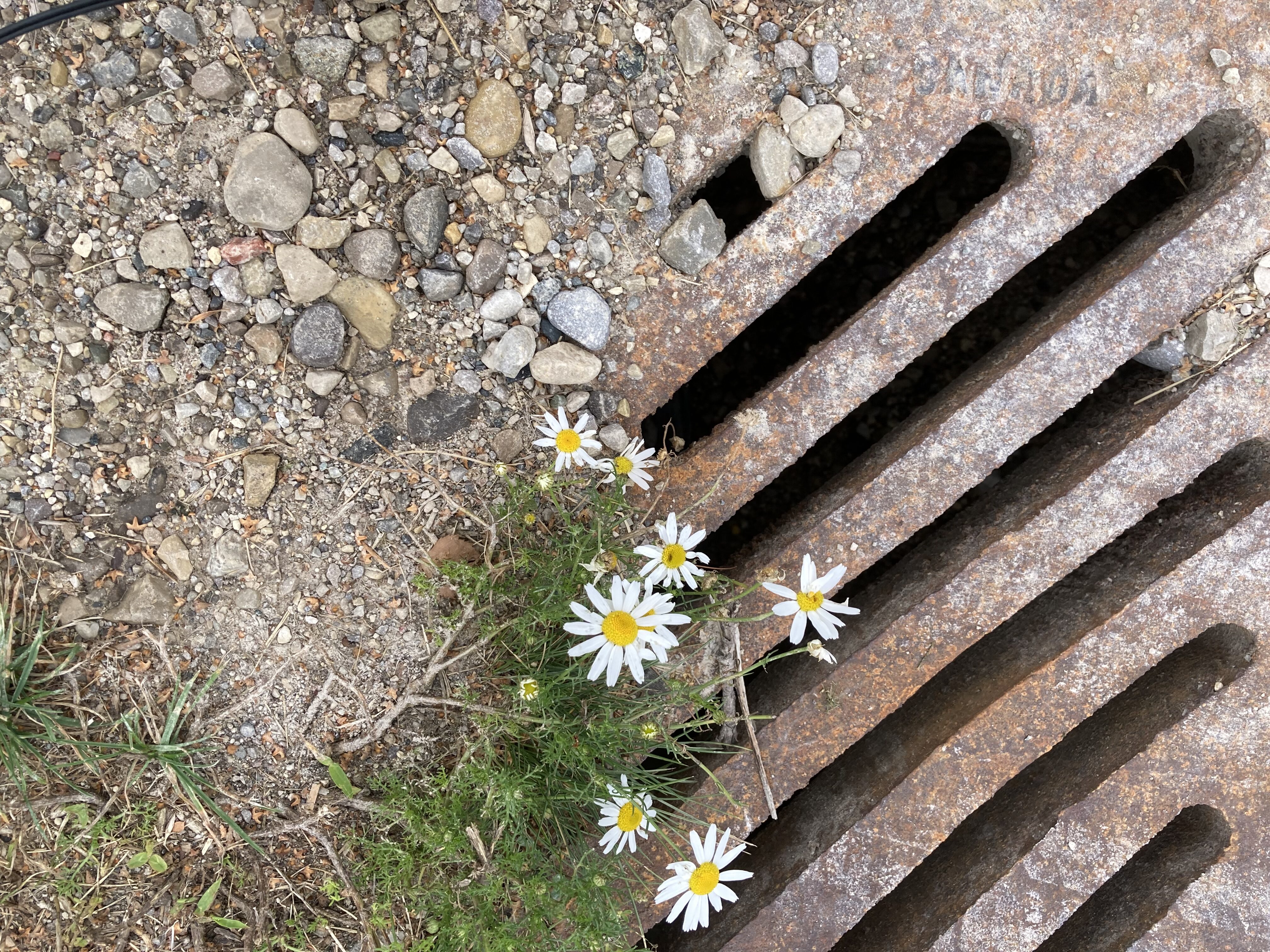 Image of water grate , with small stone, and some wild flowers.