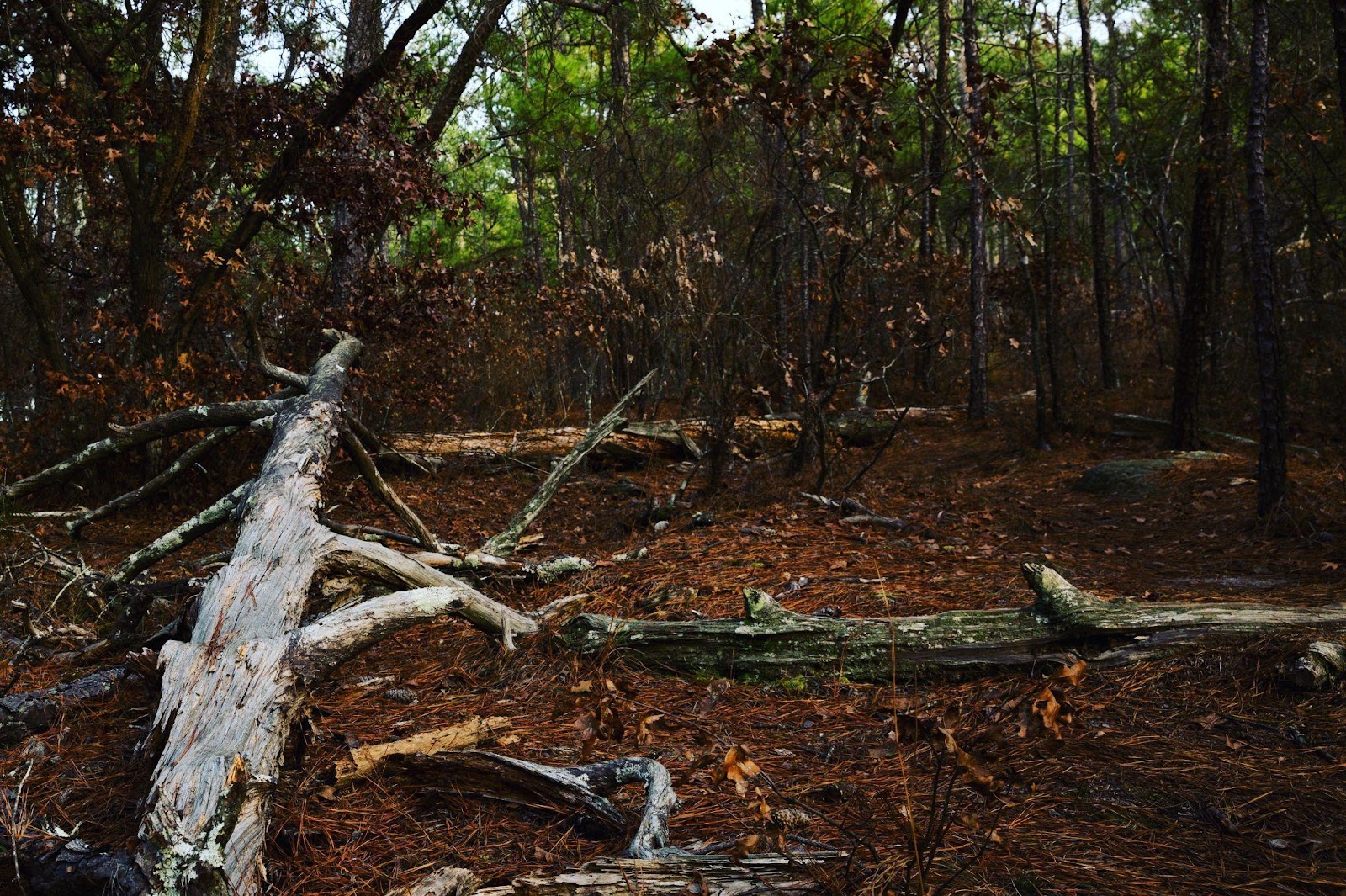 Dark forest with fallen tree in foreground