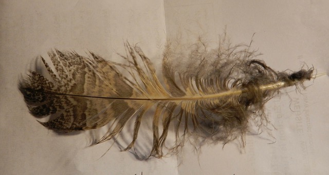 free to use by APA Blog decorative image