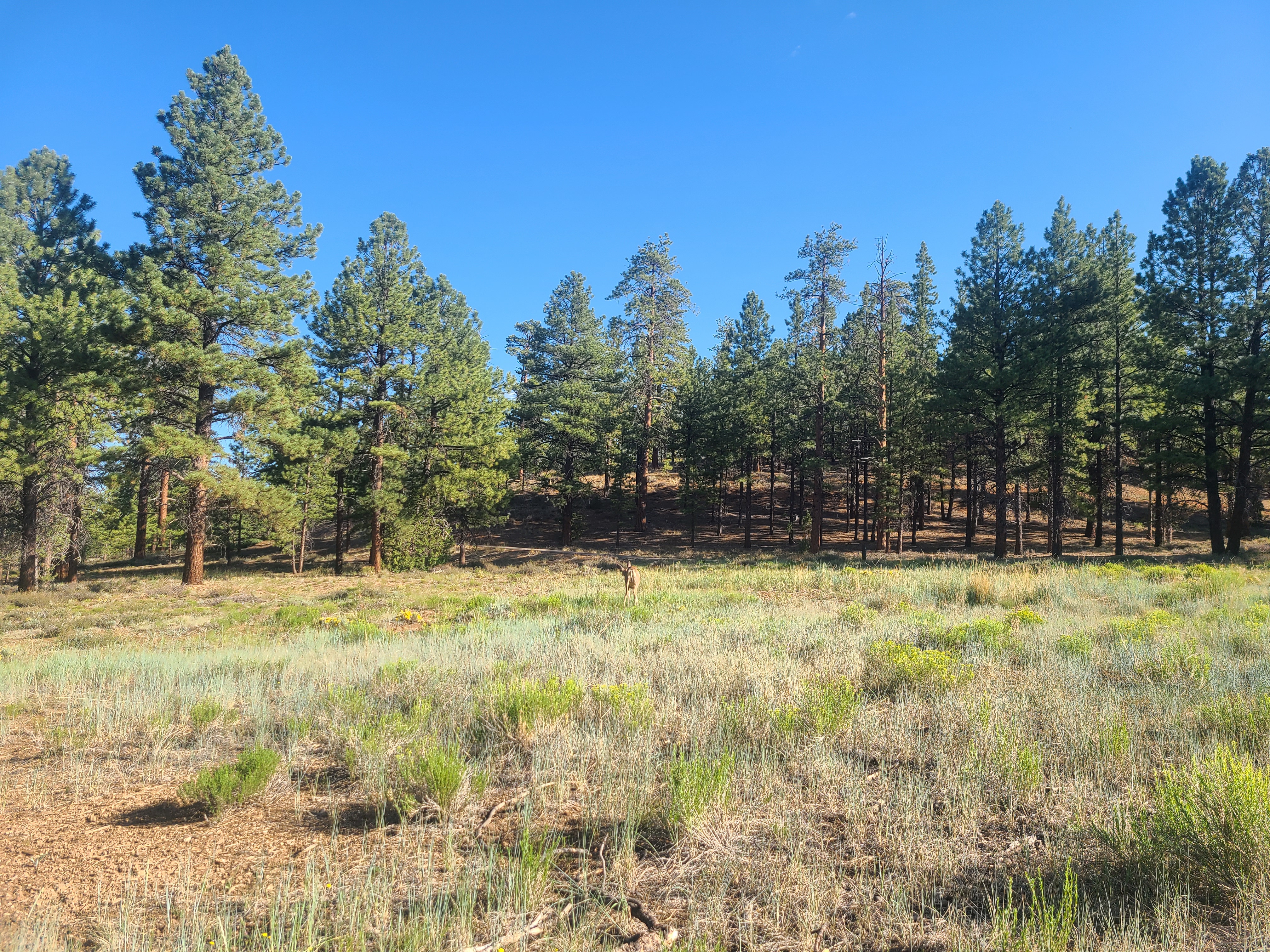 Picture of landscape.