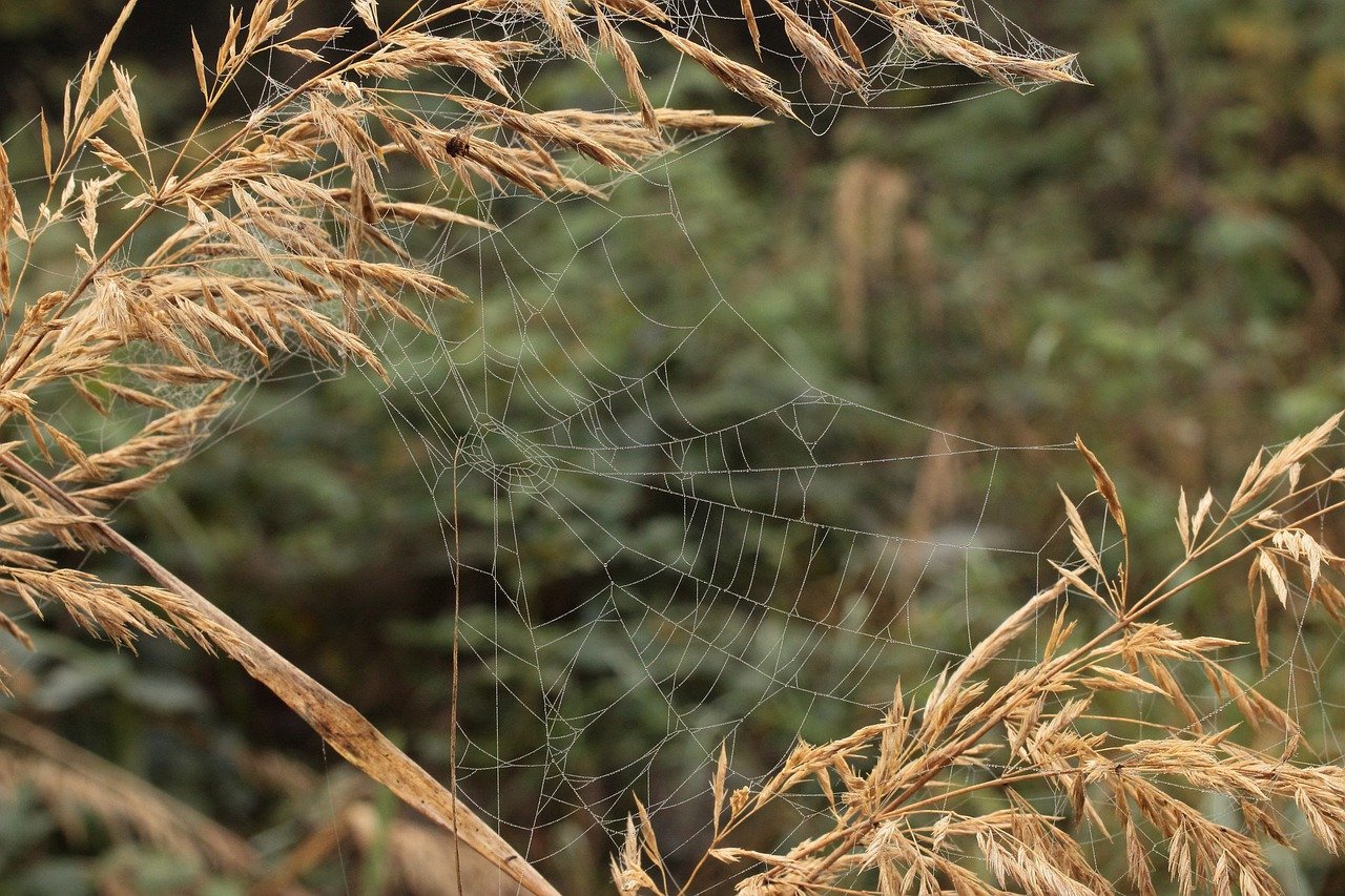 https://pixabay.com/photos/cobweb-ear-of-grass-spider-web-8025639/