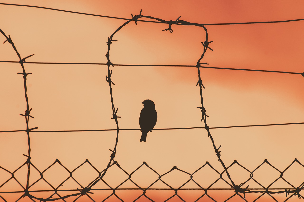 silhouette of a bird on a fence with barbed wire around it